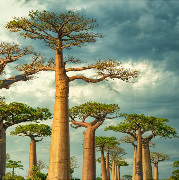Why Baobab Oil is the Ultimate Skincare Essential